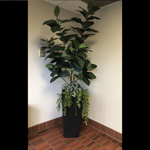 One-of-a-Kind Potted Rubber Tree - Idea Gallery - Artificial Executive Potted Trees for the office